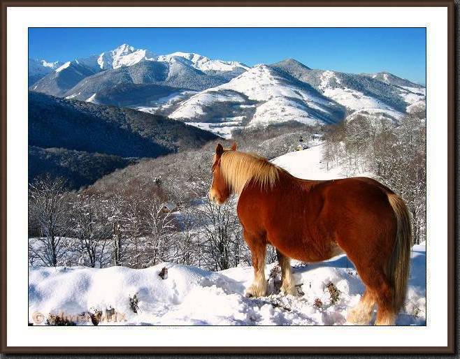 Cheval et neige