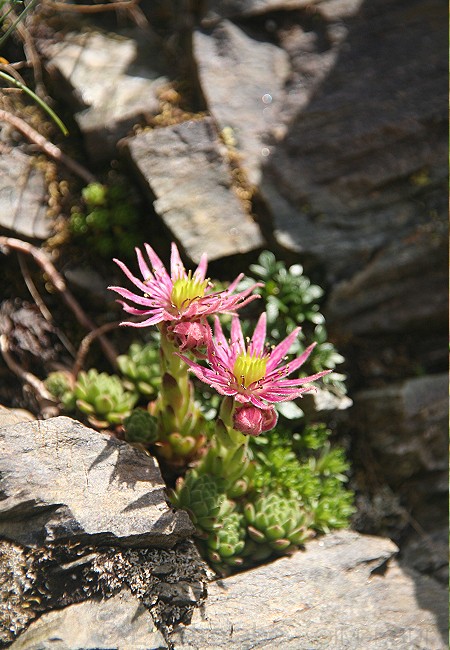 Olivier Guix - Photo Flore des Montagnes: Joubarbe