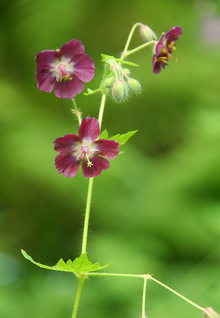Olivier Guix - Photo Flore des Montagnes: Granium livide