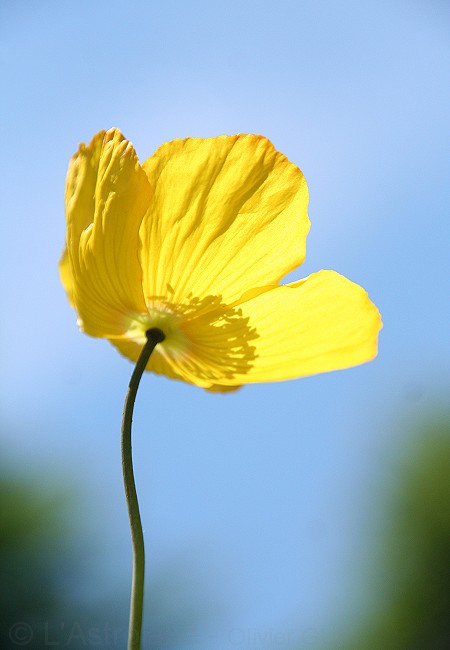 Olivier Guix - Photo Flore des Montagnes: Pavot jaune