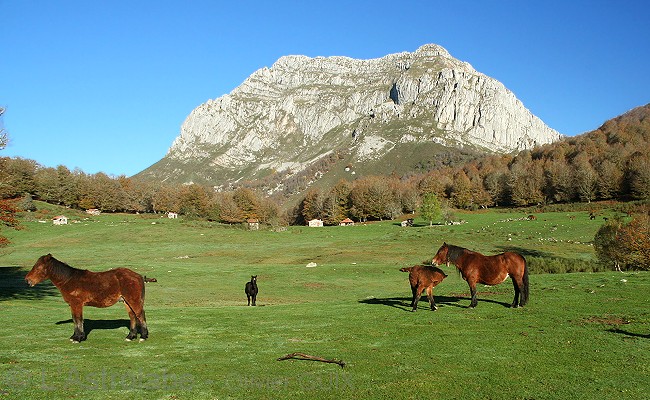 Olivier Guix - Photo Picos de Europa: Chevaux dans la douce lumire du matin