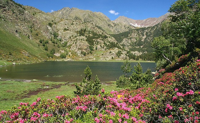 Olivier Guix - Photo Les Pyrnes en Et: Rhododendron