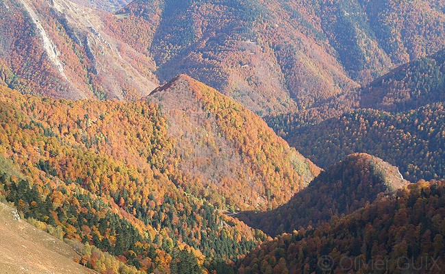 Olivier Guix - Photo Les Pyrnes en Automne: Forts aux feuilles couleurs automnales