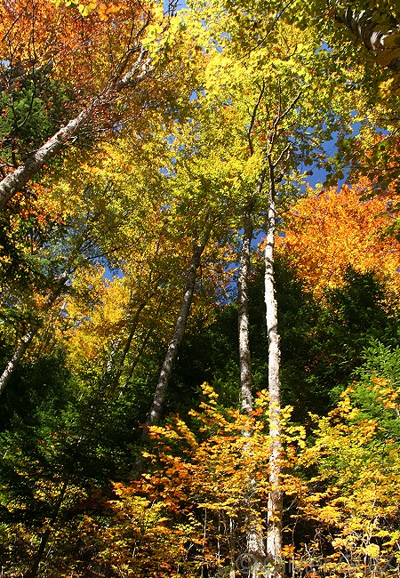 Olivier Guix - Photo Les Pyrnes en Automne: Arbres, Feuilles, Couleurs