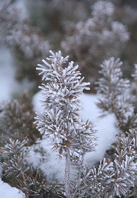 Olivier Guix - Photo Les Pyrnes en Hiver: Sapin, neige