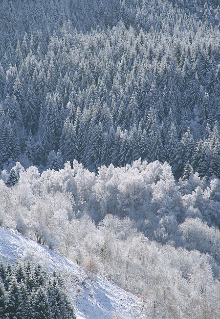 Olivier Guix - Photo Les Pyrnes en Hiver: Arbres enneigs